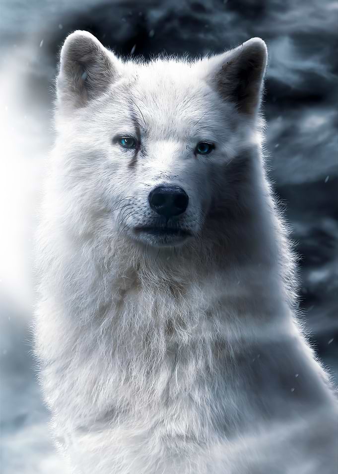 white Wolf blue eye poster