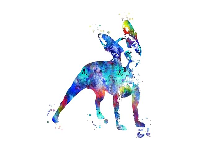 Boston Terrier