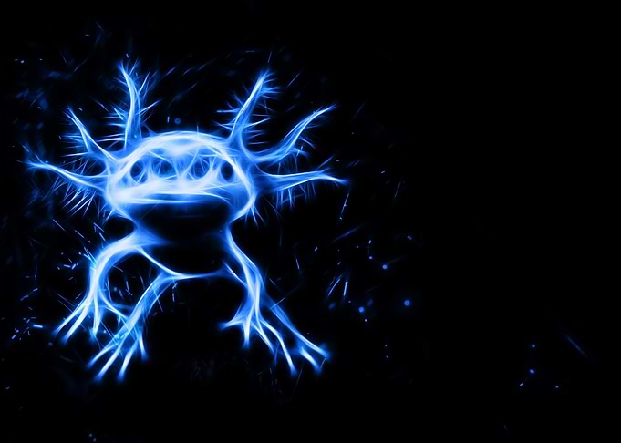 Axolotl