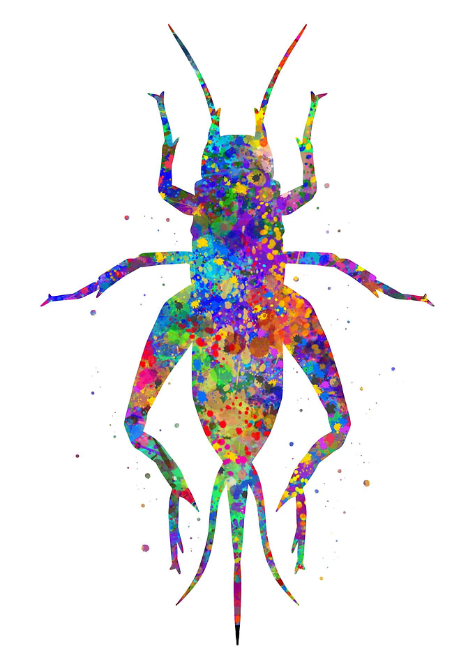 Grasshopper