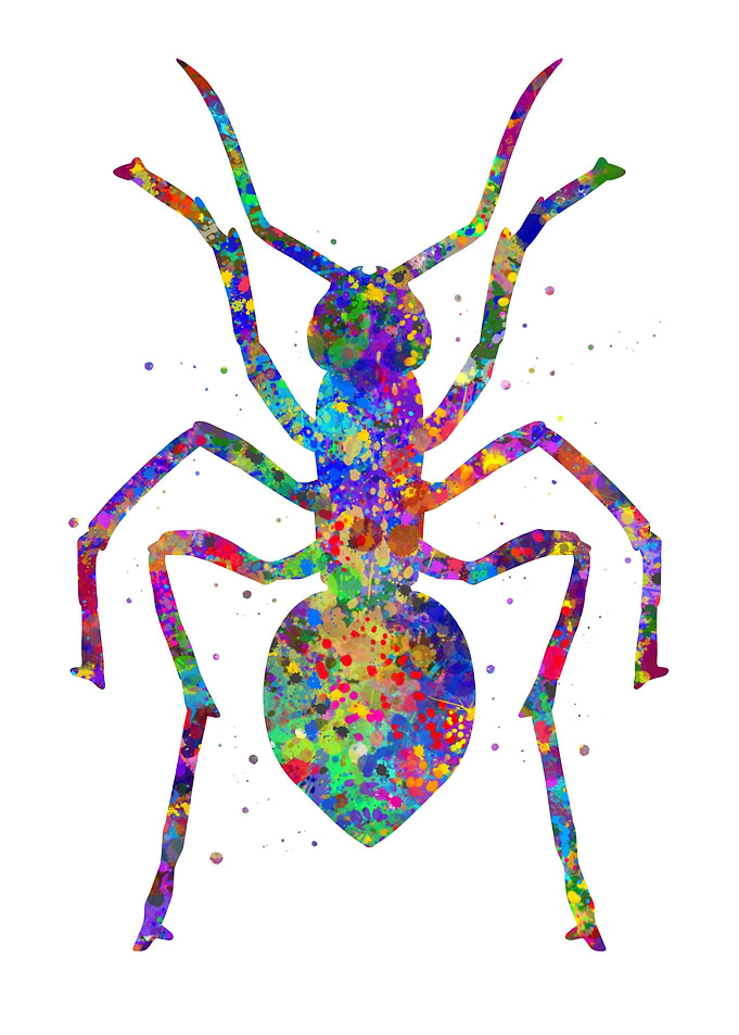 Ants insect