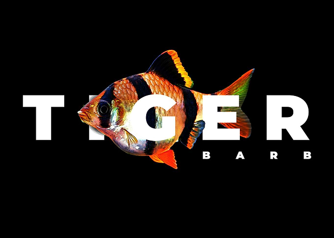 Tiger Barb Aquarium Fish