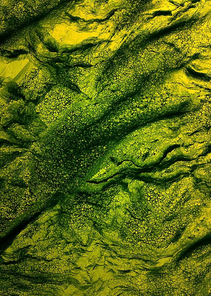 Dragon skin