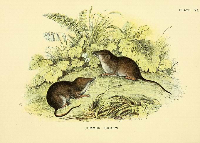 COMMON SHREW