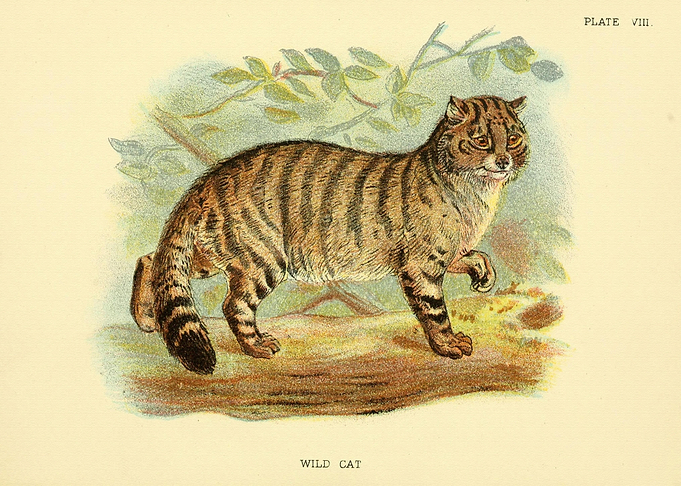 WILD CAT