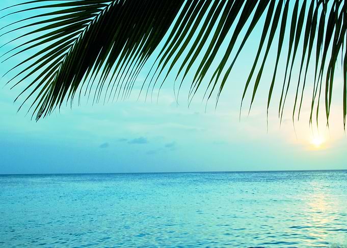 Sunset Ocean Palm Dream 2