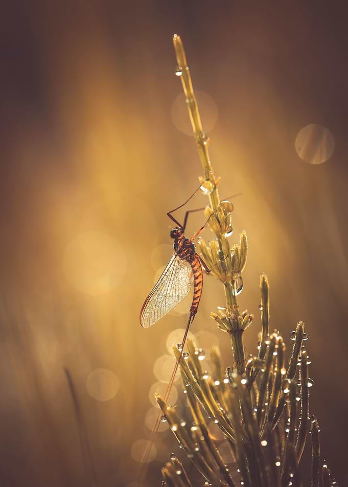 Nature composition