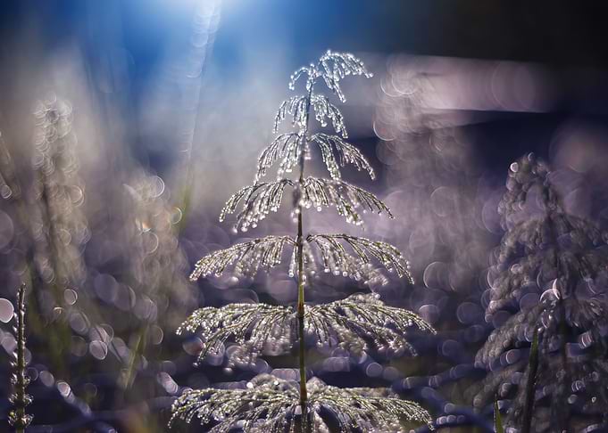 Nature composition