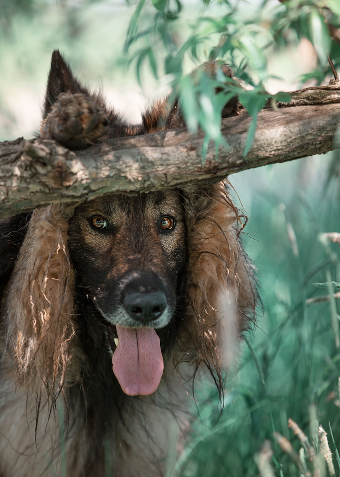 Dog, German Shepherd, pet