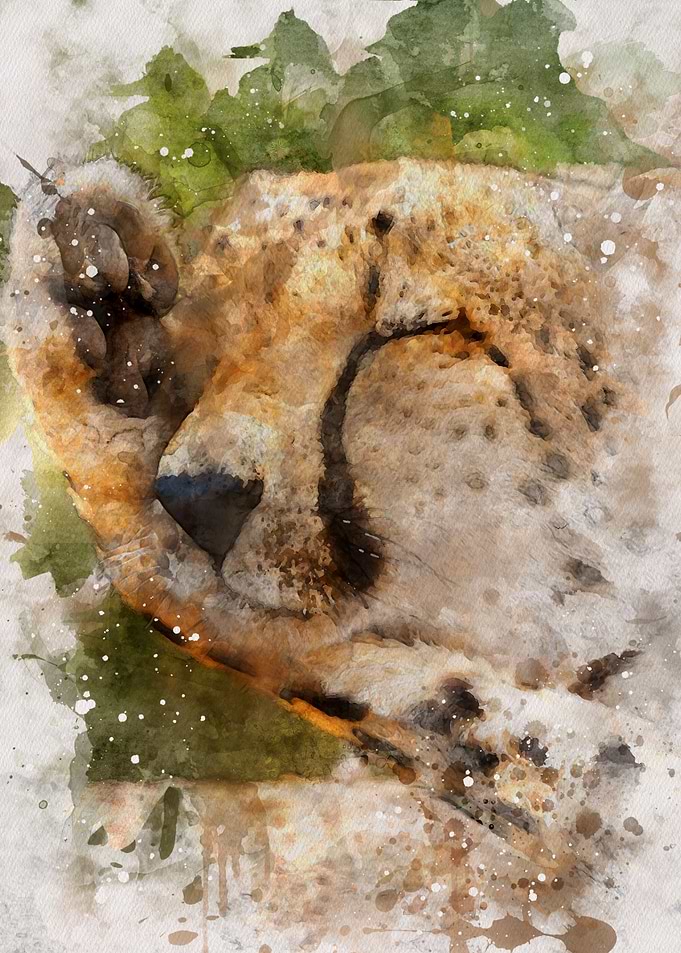Watercolor Cheetah