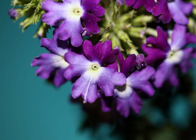 Verbena flower blossoming