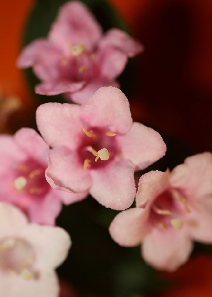 Weigela florida flowering
