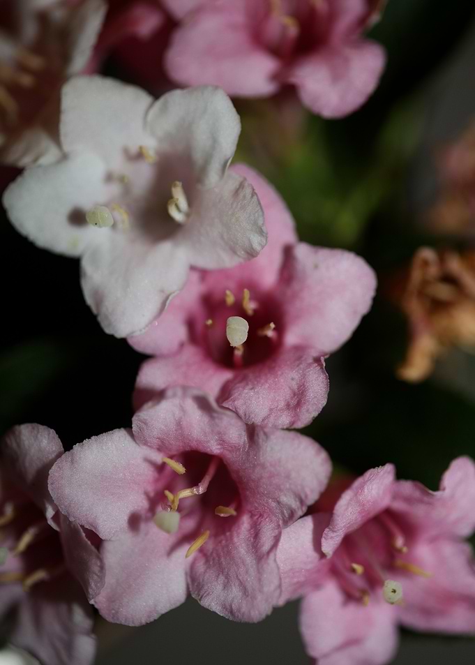 Weigela flower blossoming