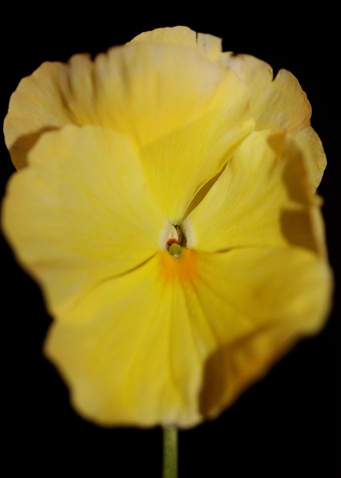 Yellow viola flower macro