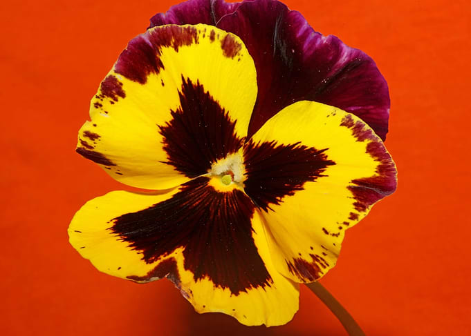 Colorful viola flowering