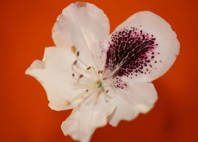 Rhododendron flower macro