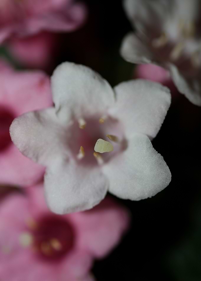 Weigela florida flowering
