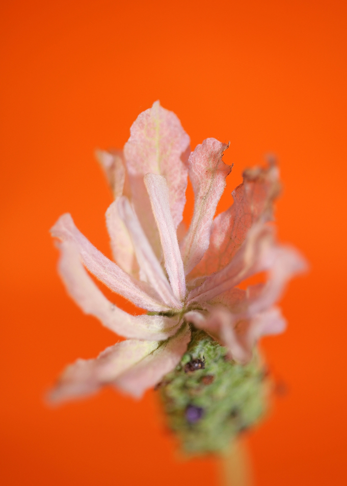 Lavandula flower blossoms