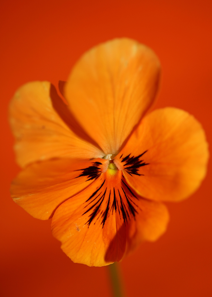 Orange viola flower macro
