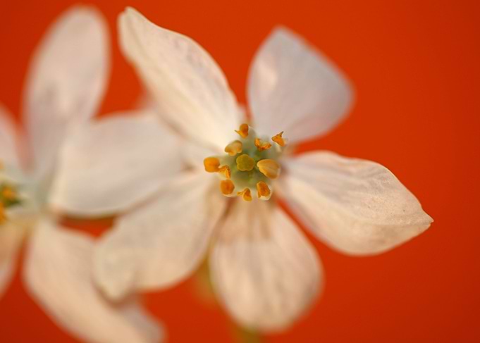 Choisya flower blossoming