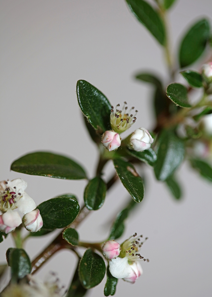 White cotoneaster flower