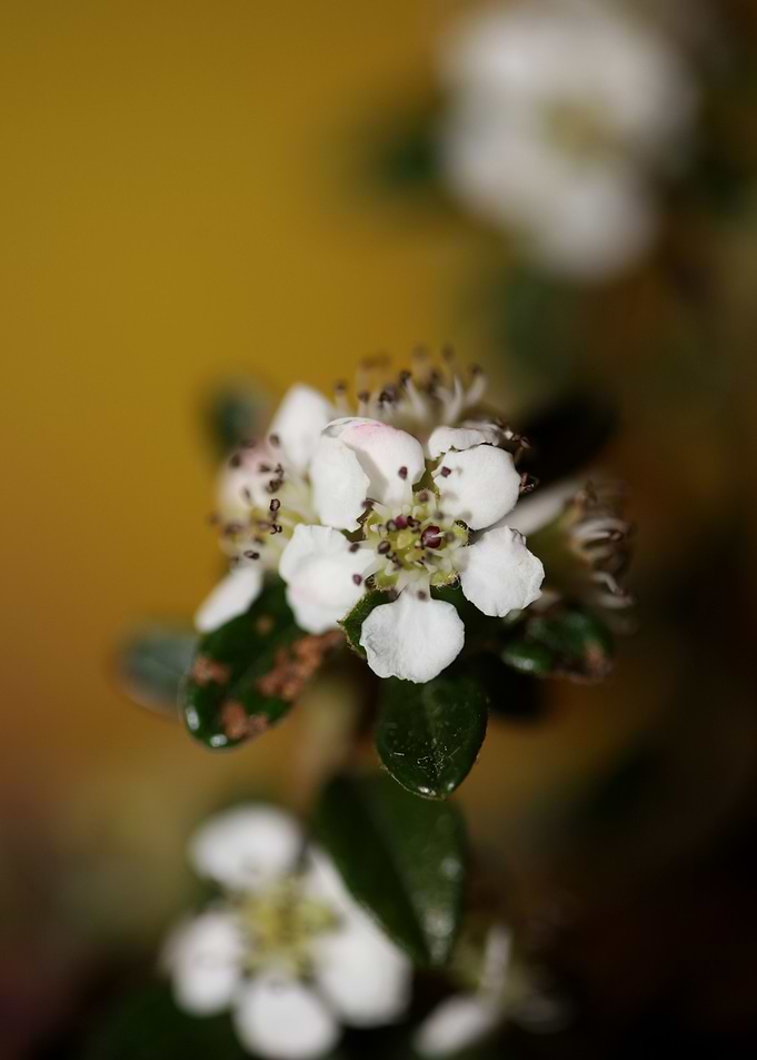 Cotoneaster flower macro