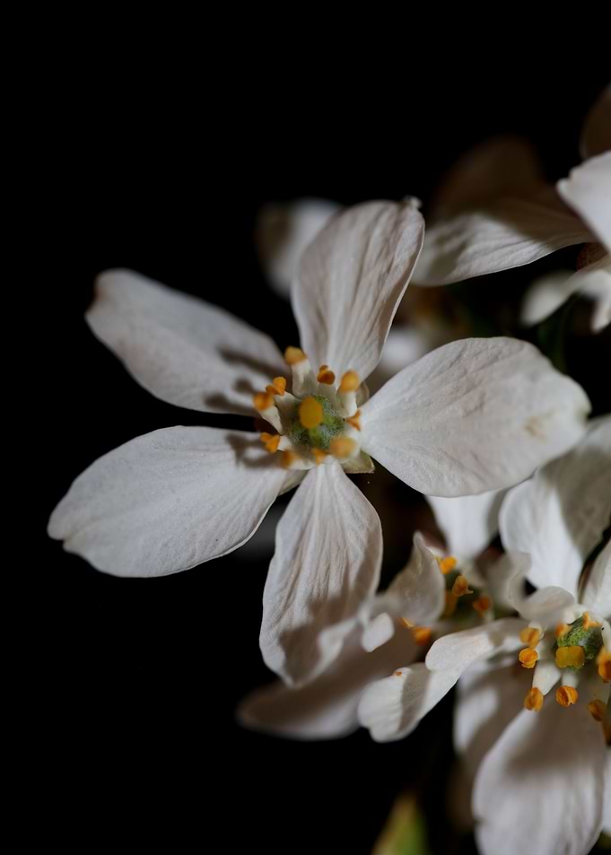 White choisya flower macro