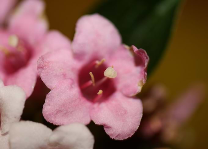 Weigela flower blossoming