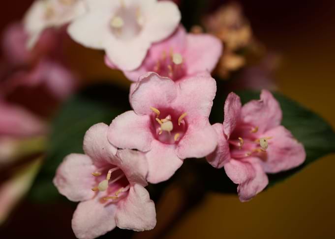 Weigela flower close up