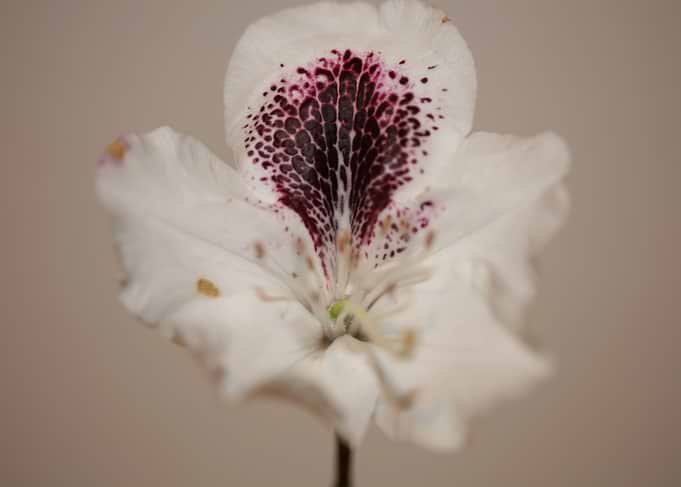 Rhododendron maximum macro