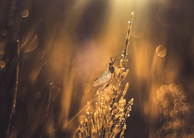 Nature comopsition
