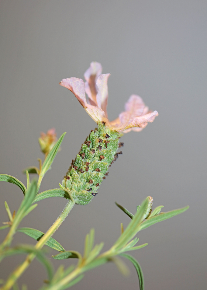 Lavandula flowering macro