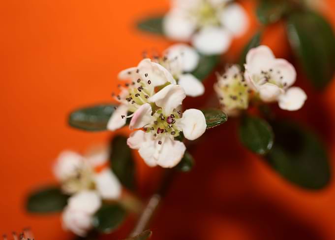 White cotoneaster flower