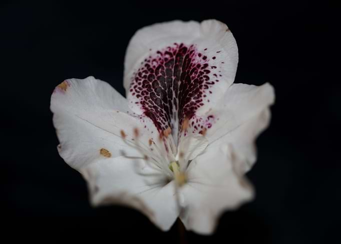 Rhododendron maximum macro