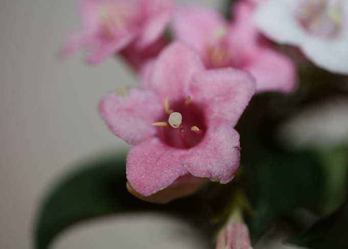 Weigela flower blossoming
