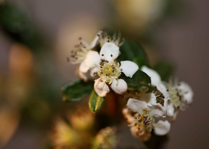 Cotoneaster flower macro