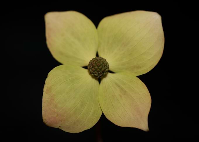 Cornus flower blossoming