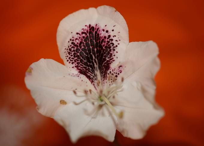 Rhododendron white flower
