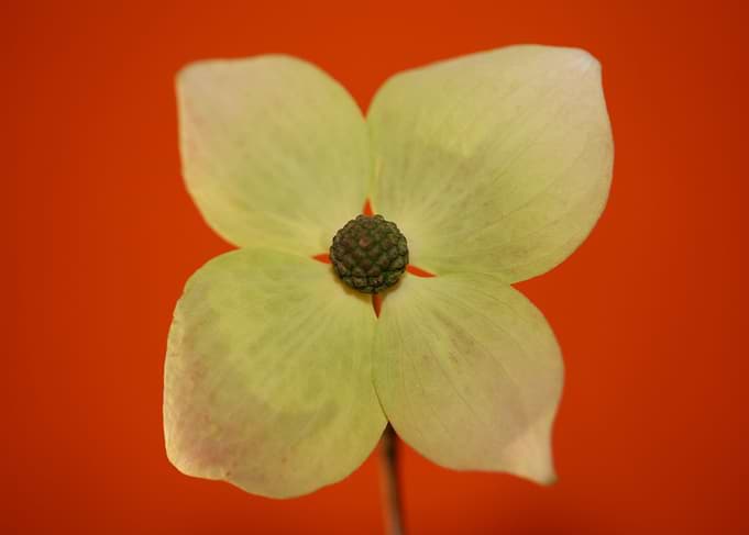 White cornus flower macro