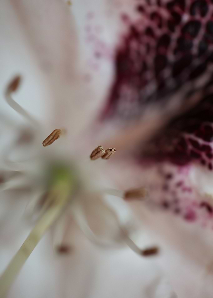 Rhododendron maximum macro