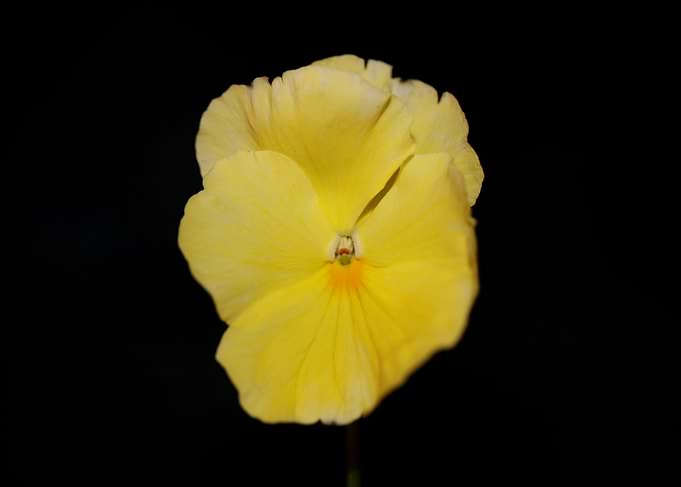 Yellow viola flower macro
