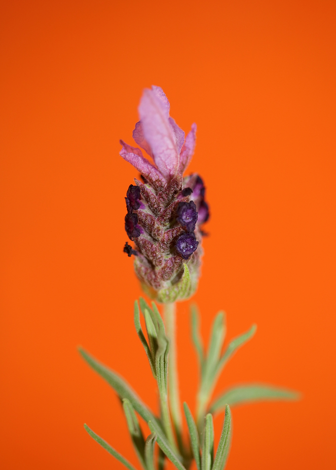 Lavandula flower blossoms