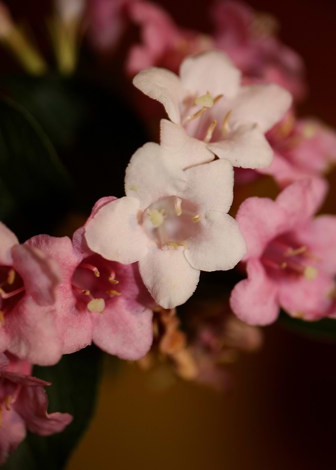 Weigela flower blossoming