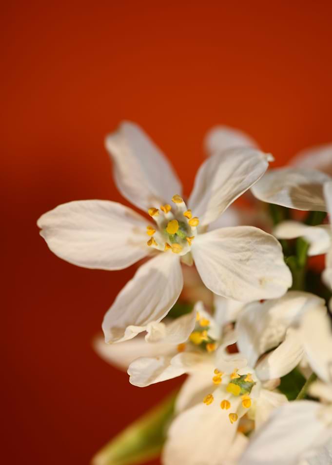 White choisya flower macro