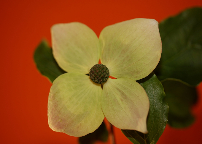 White cornus flower macro