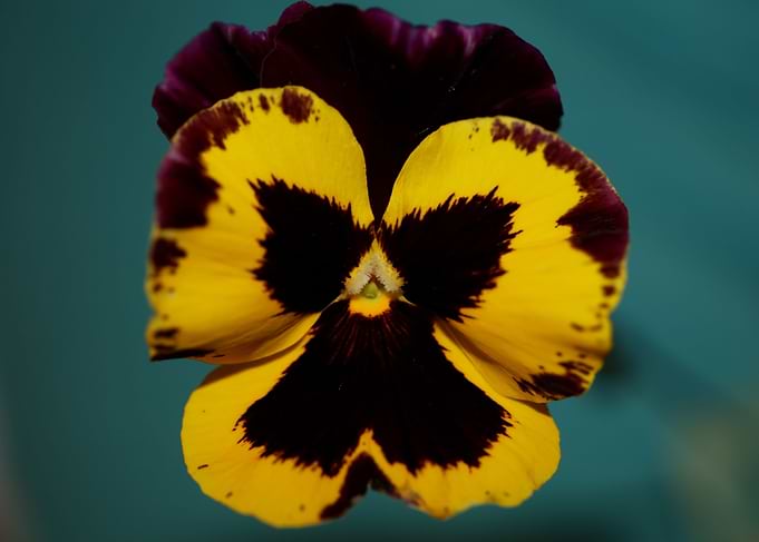 Colorful viola flowering