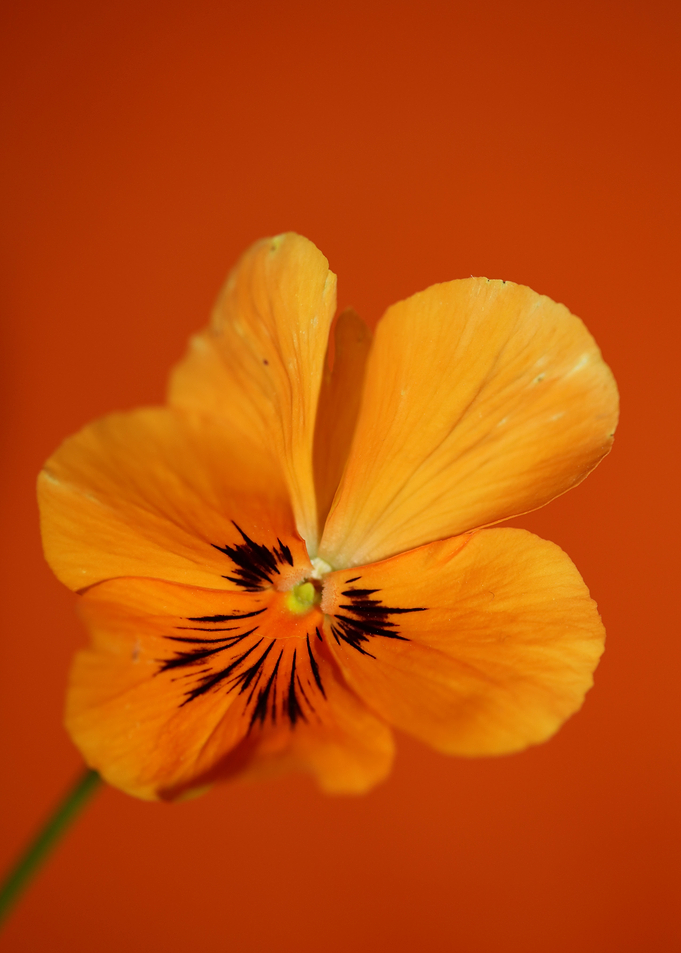 Orange viola flower macro