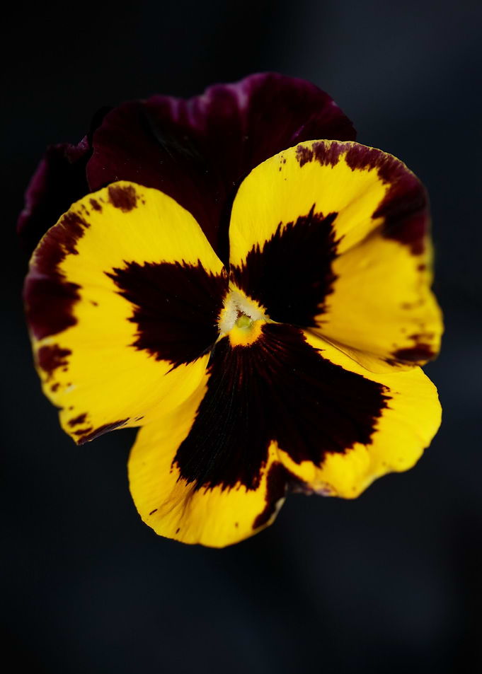 Colorful viola flowering