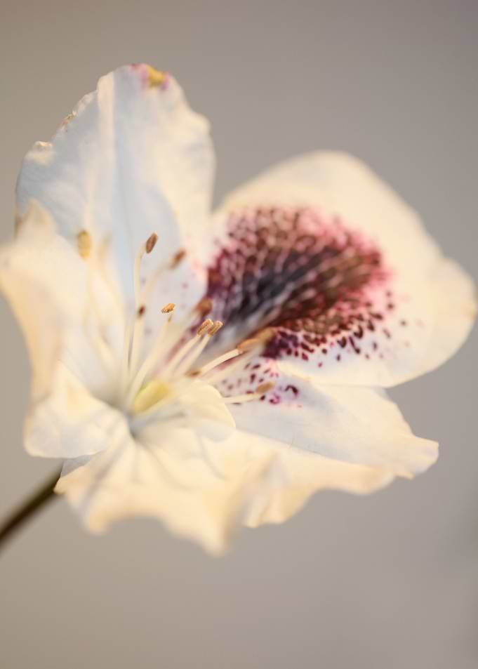 Rhododendron flower macro