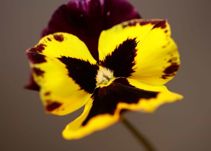 Colorful viola flowering